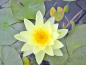 Preview: Seerose - Charlene Strawn